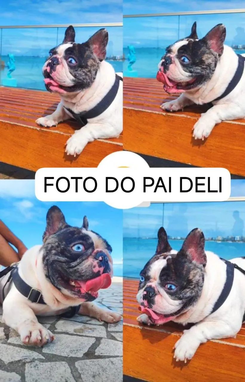 bulldog francês exótico macho - Foto 4