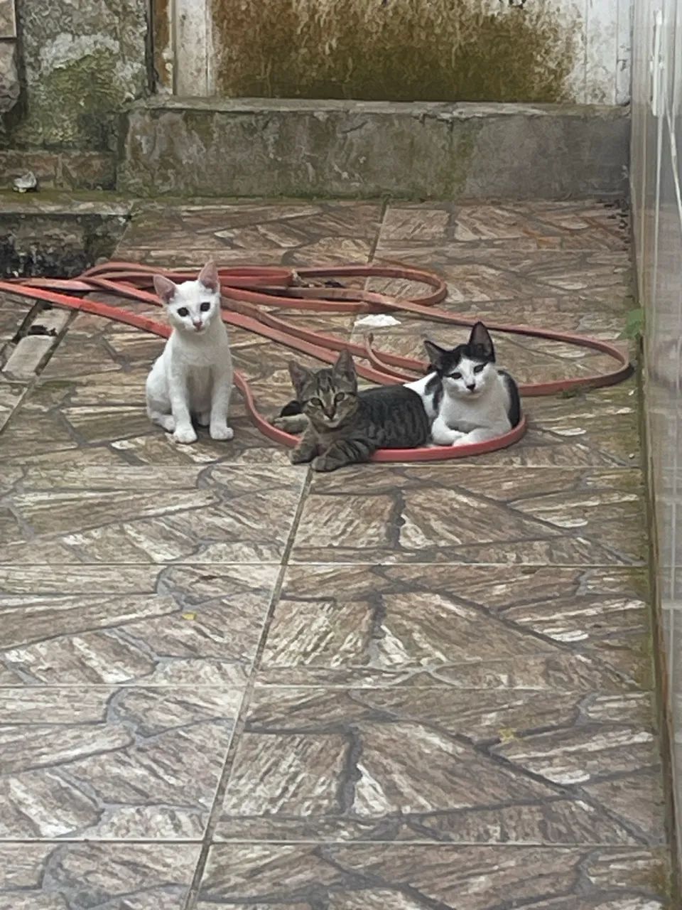 Adoção responsável 