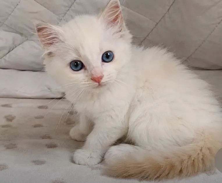 Gatinha peluda para adoção  - Foto 2