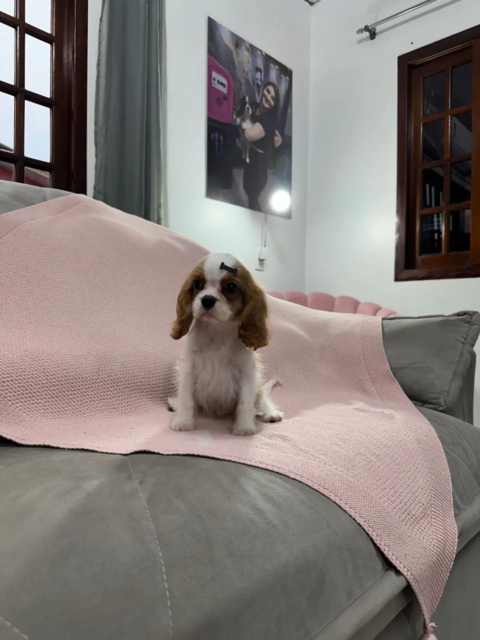 Cavalier King Charles Spaniel macho - Foto 3