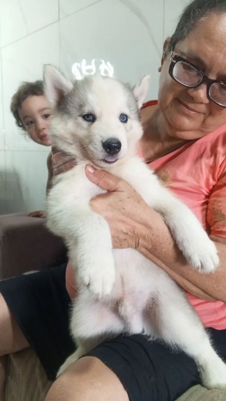 Husky Siberiano  - Foto 4