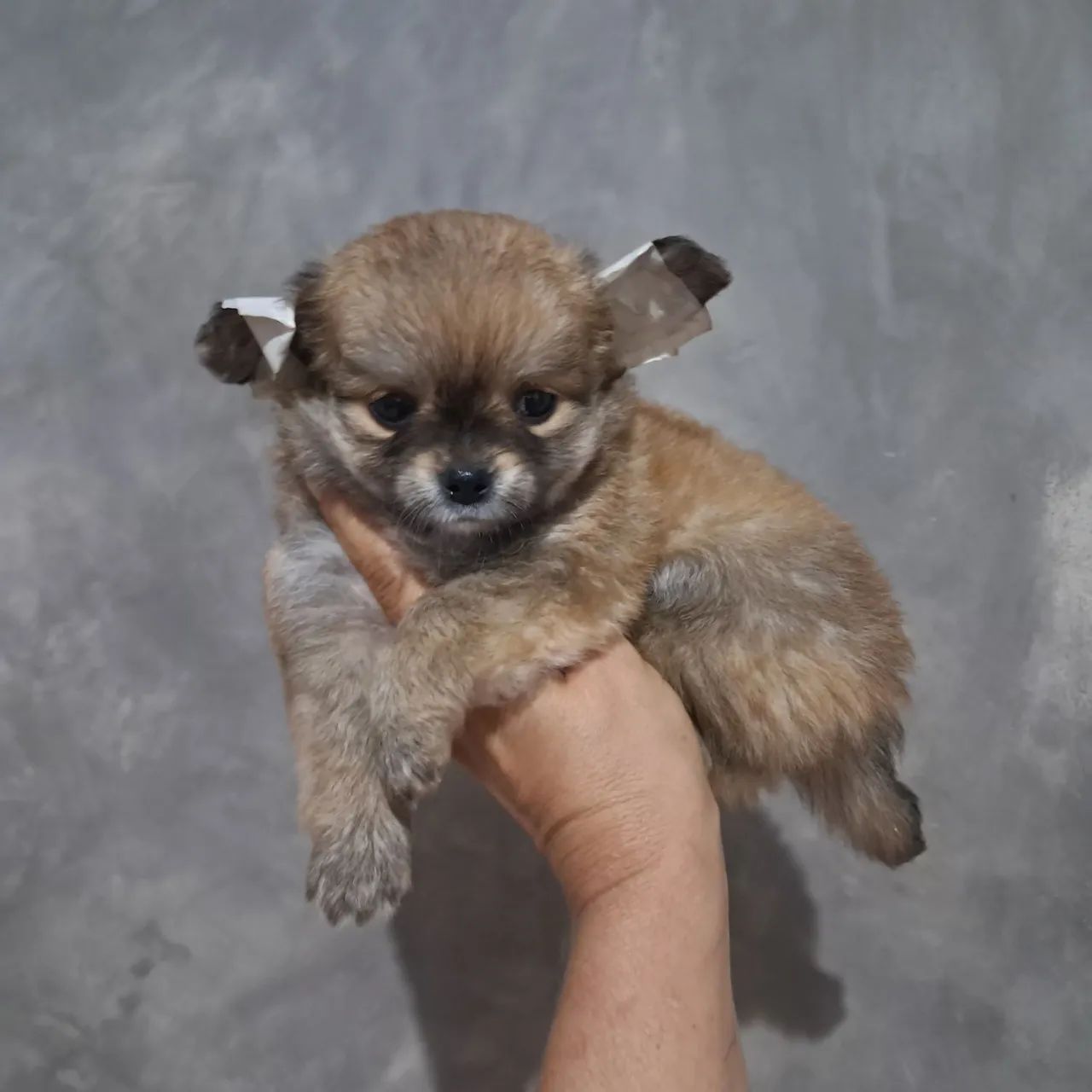 Chihuahua macho, pelo longo