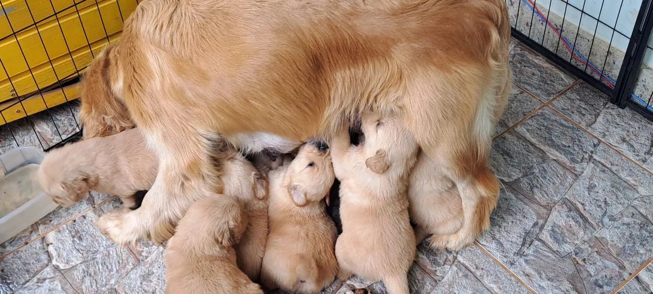 Golden Retriever - Foto 4