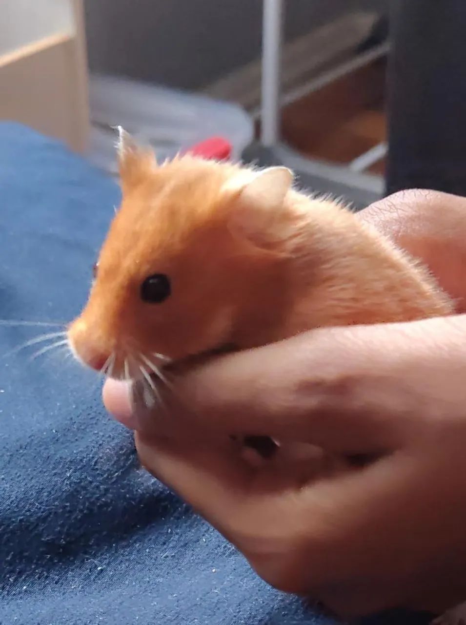 DOAÇÃO HAMSTER