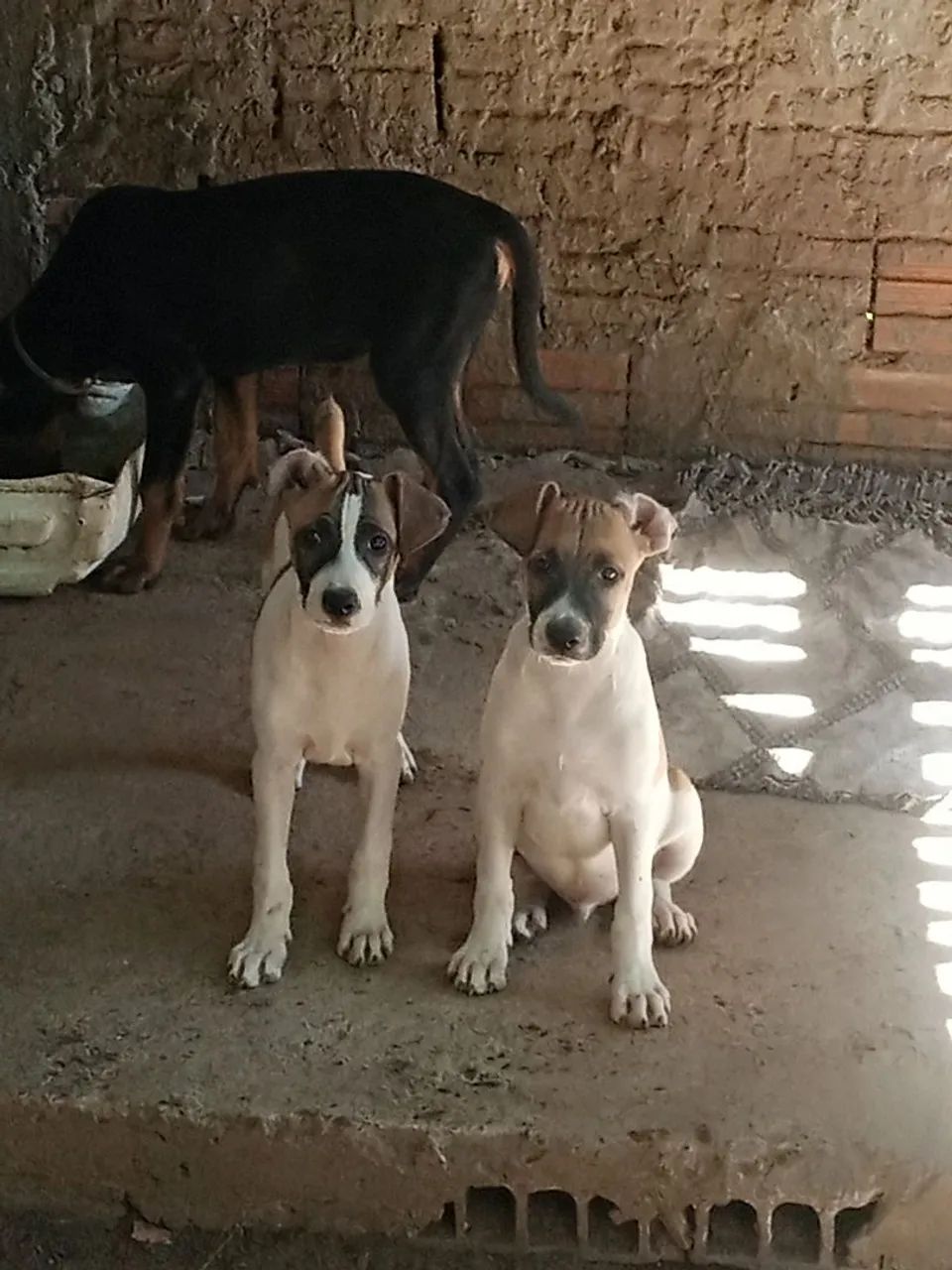 Doação consciente  - Foto 2