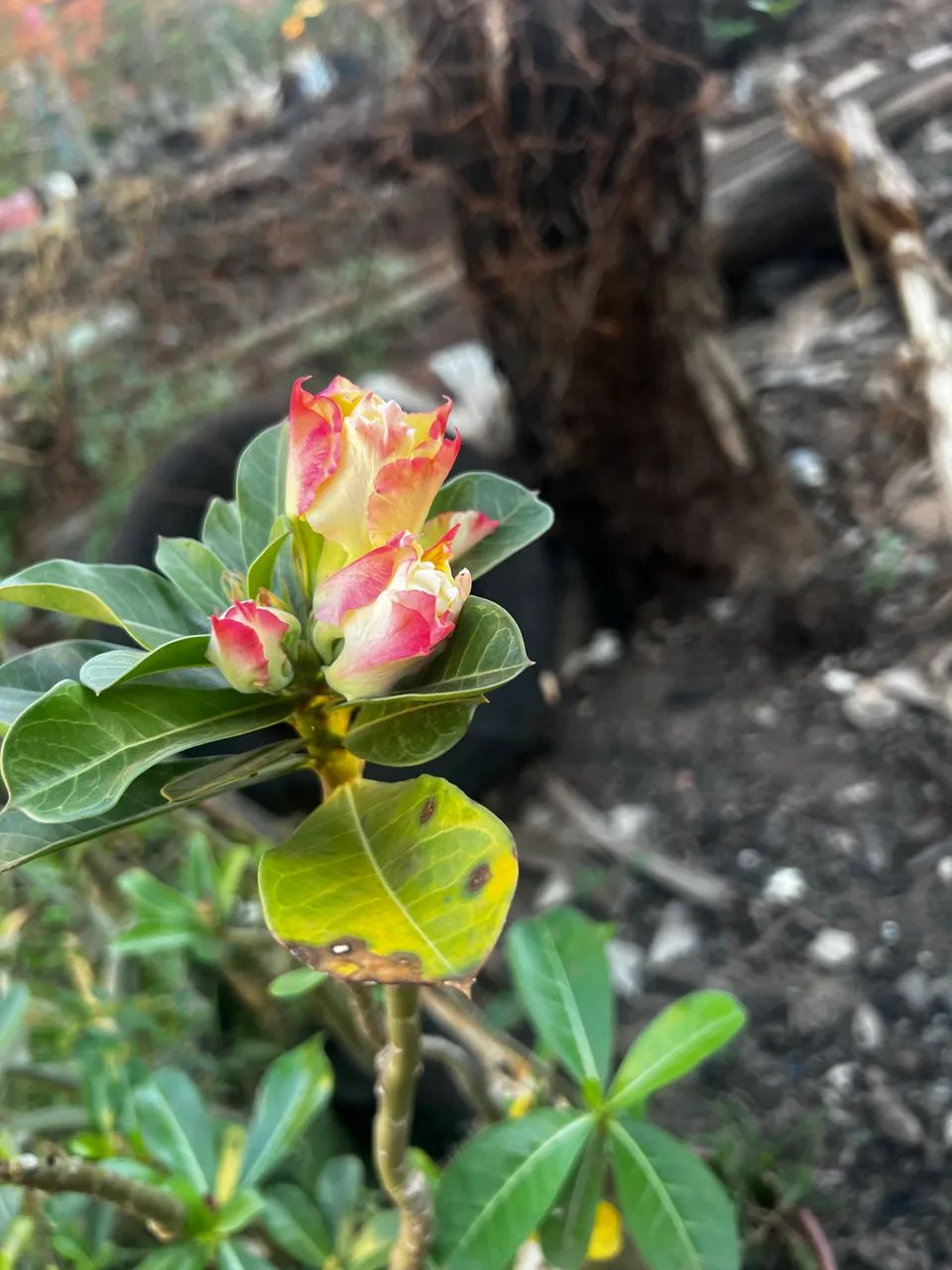 Rosas do deserto  - Foto 2