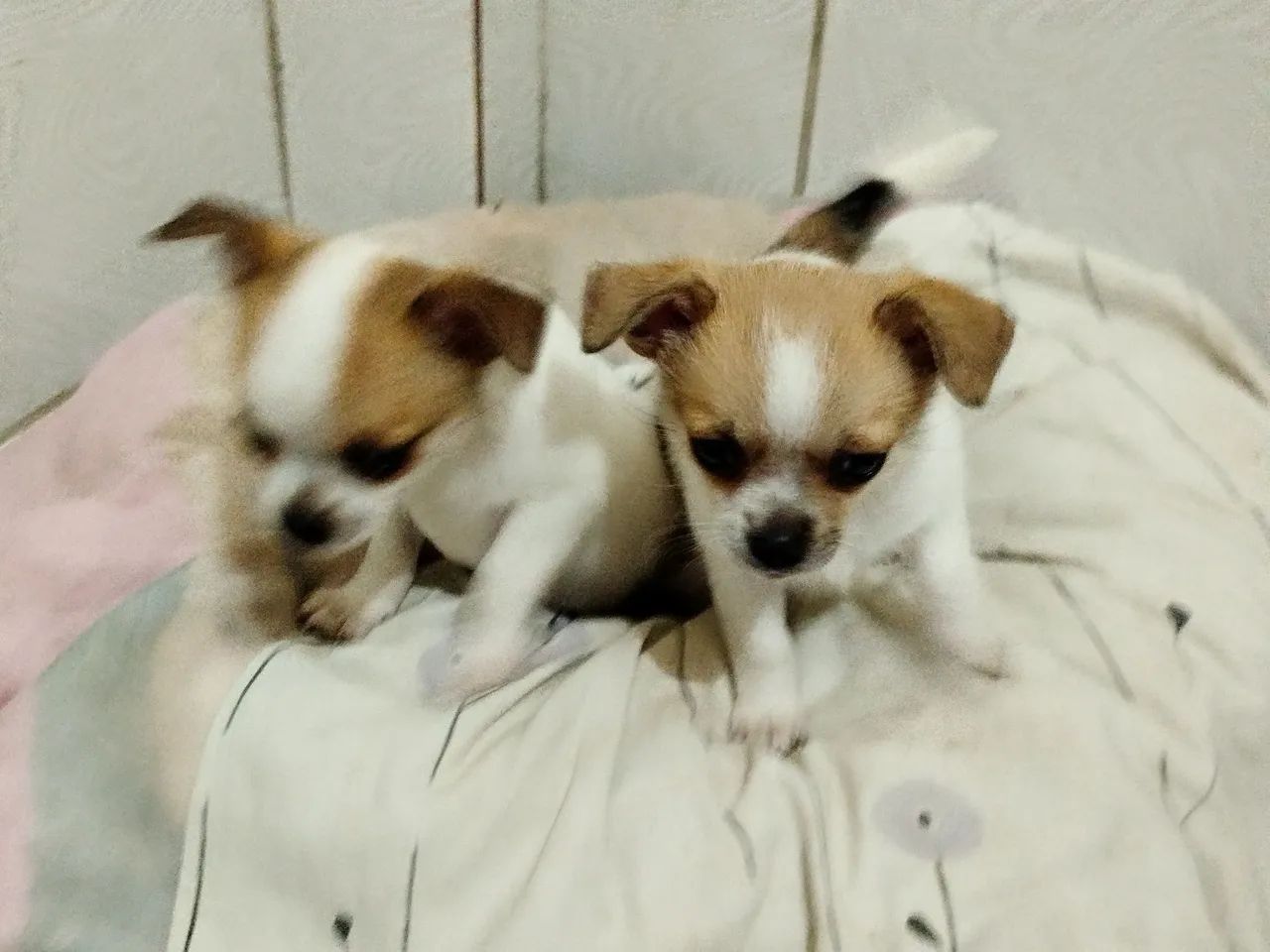 Chihuahua  - Foto 3