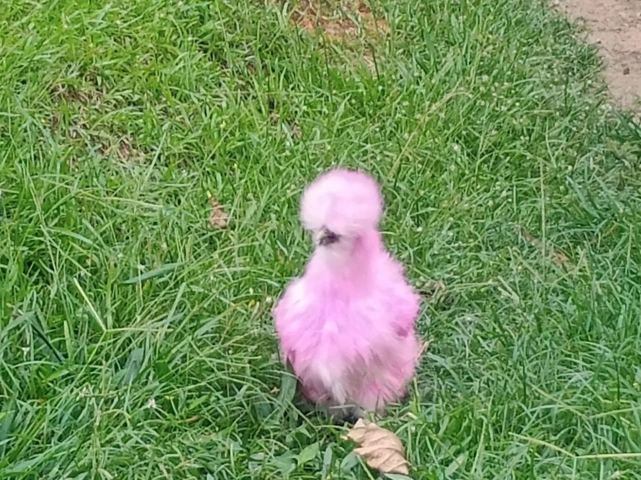 Dúzia de ovos sedosa do Japão silkie  - Foto 2