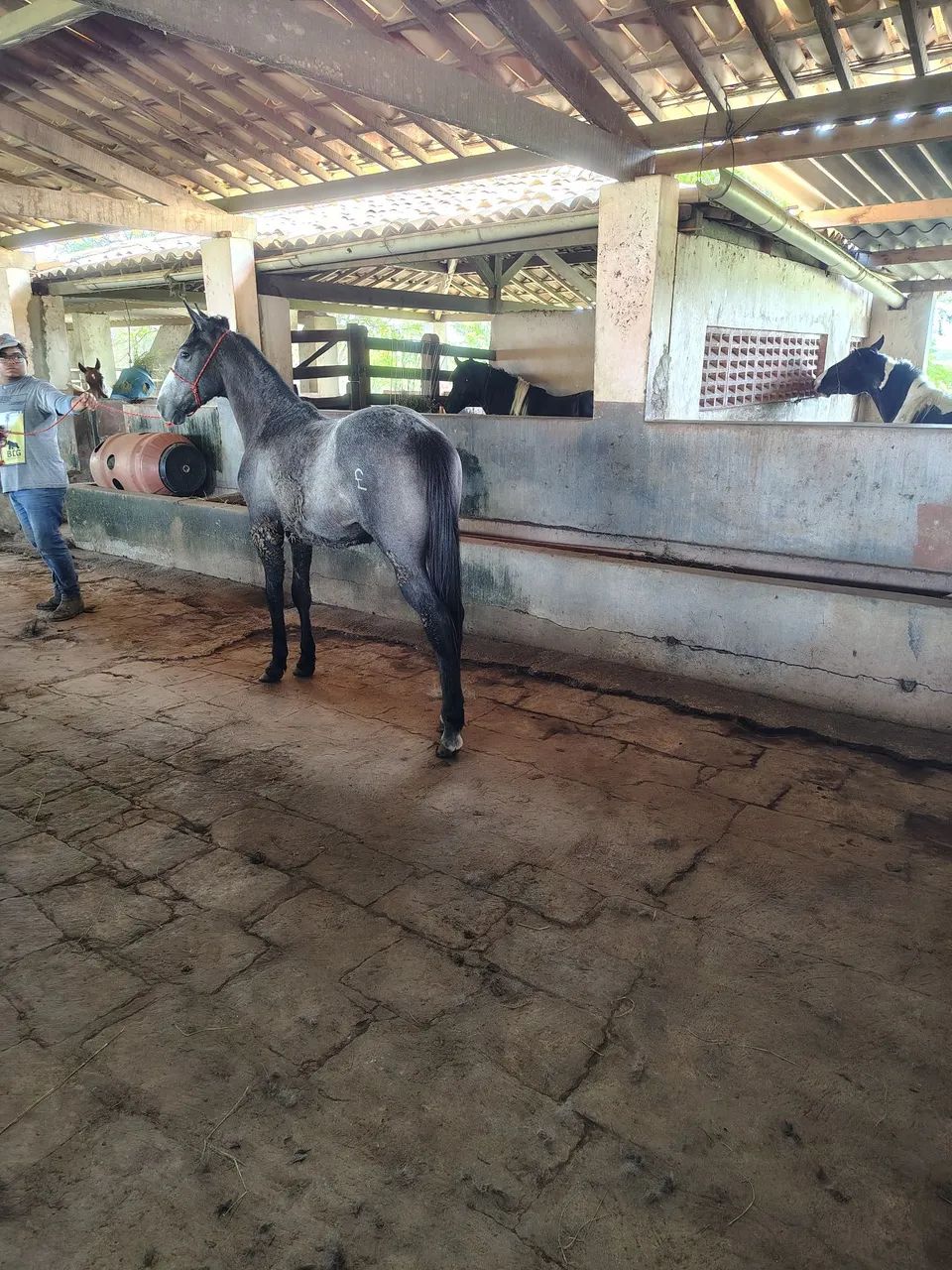 Potro QM - Foto 2