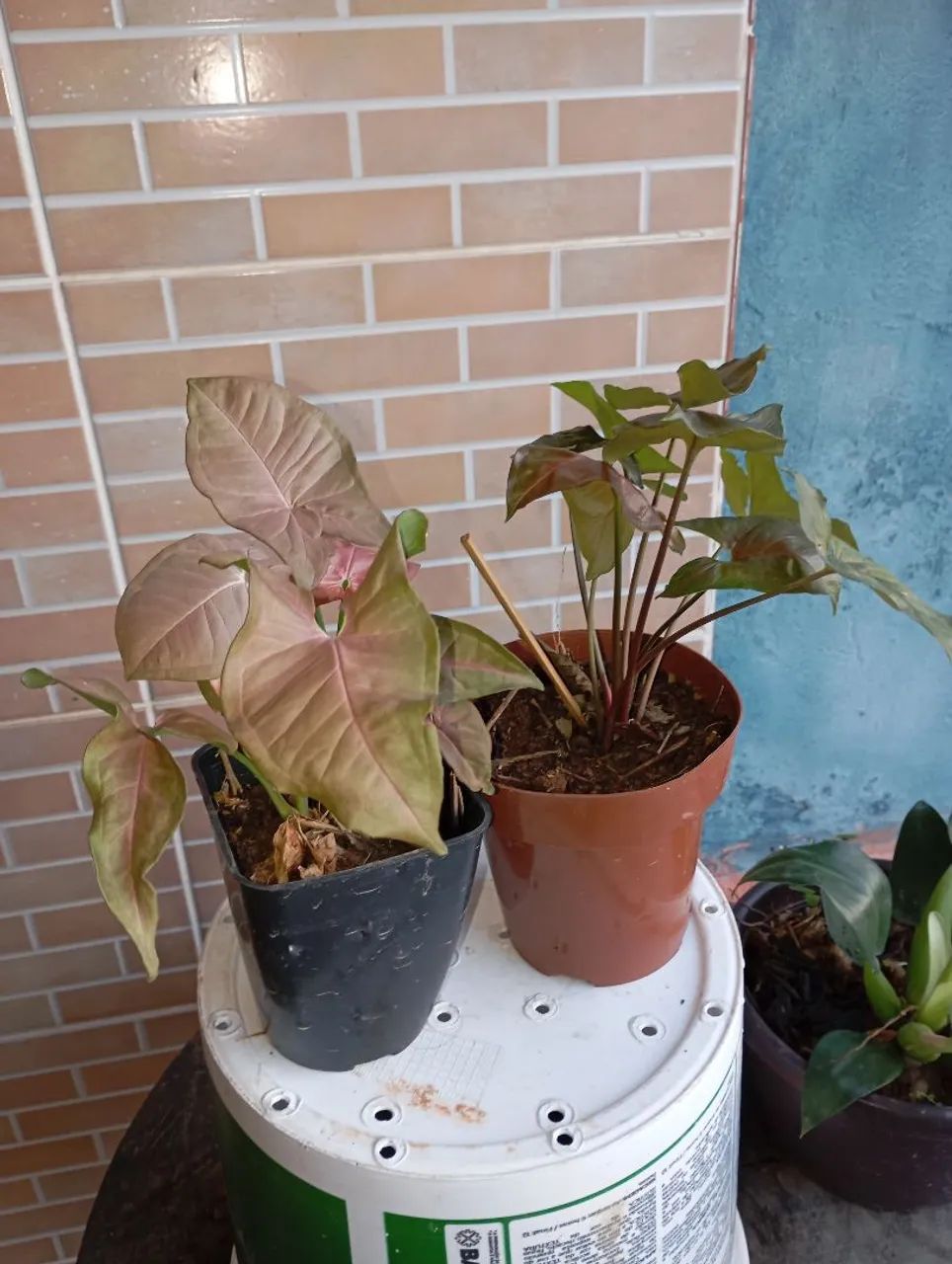 Plantas e sementes  - Foto 2