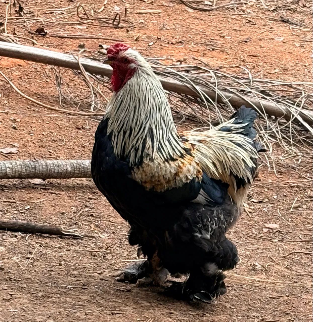 Galos jovens de Brahma e Garnize  - Foto 4