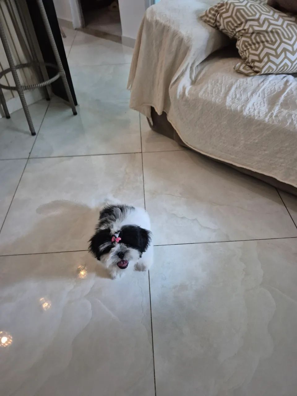 Shih tzu fêmea  - Foto 4