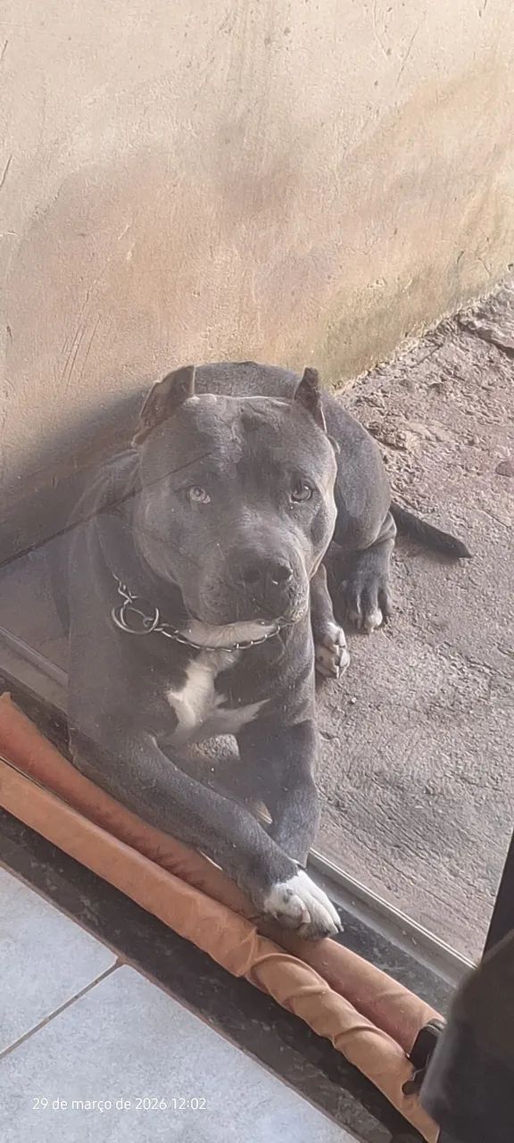 Pitmonster Blue  - Foto 3