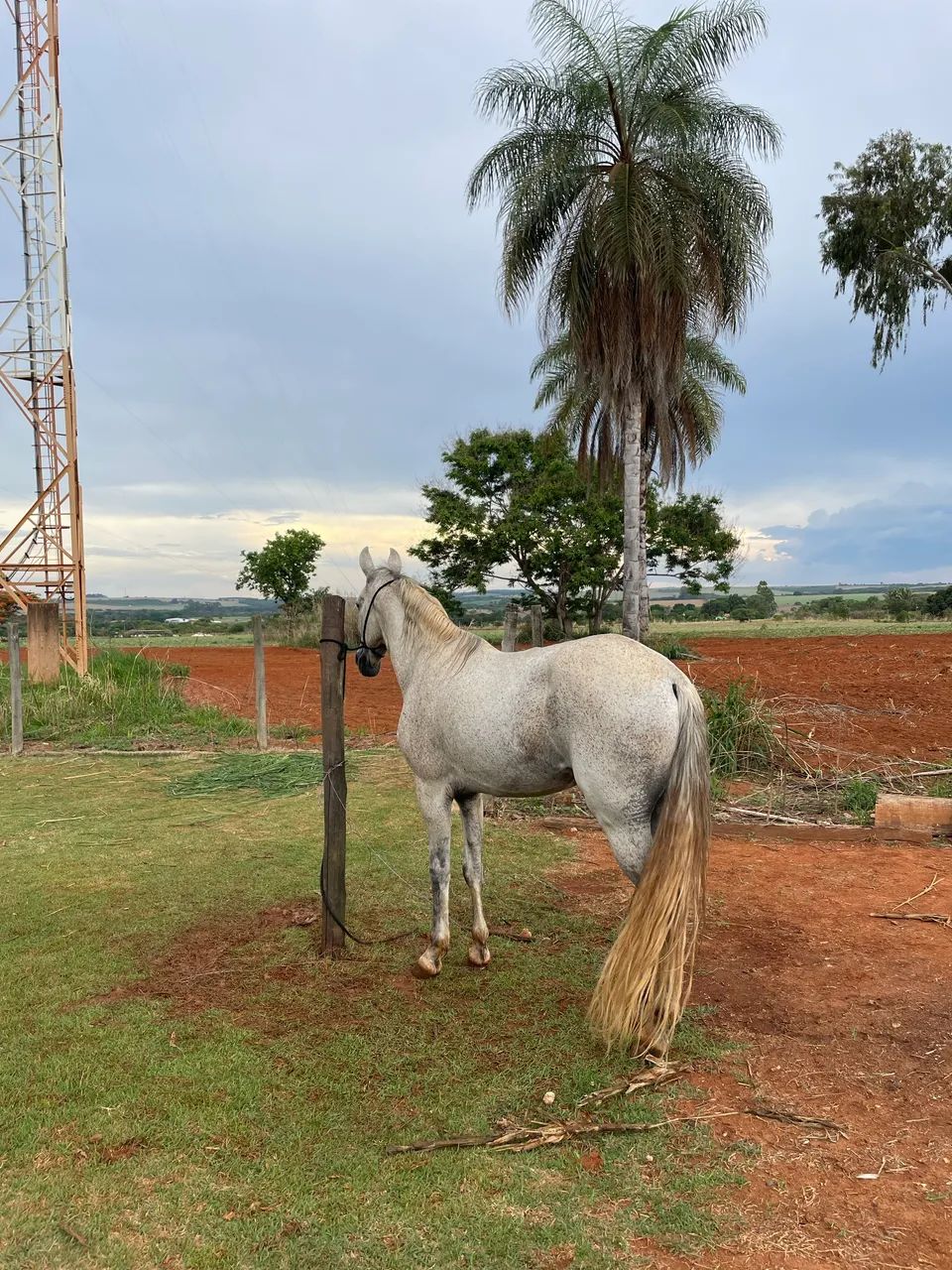 Cavalo mangalarga marchador - Foto 4