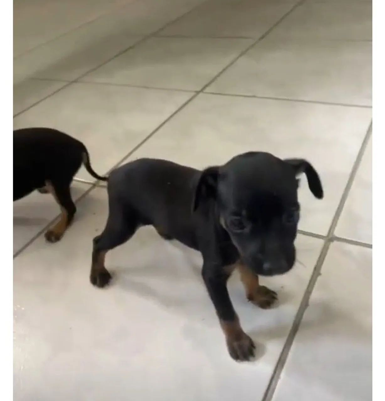 Pinscher - Foto 3