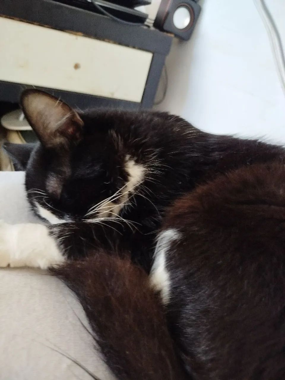Adoção de gatinhos  - Foto 2