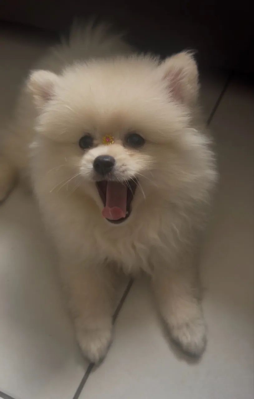 Spitz alemão fêmea 