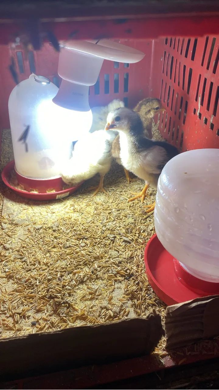 Pintinhos Galinha sertaneja balão GSB