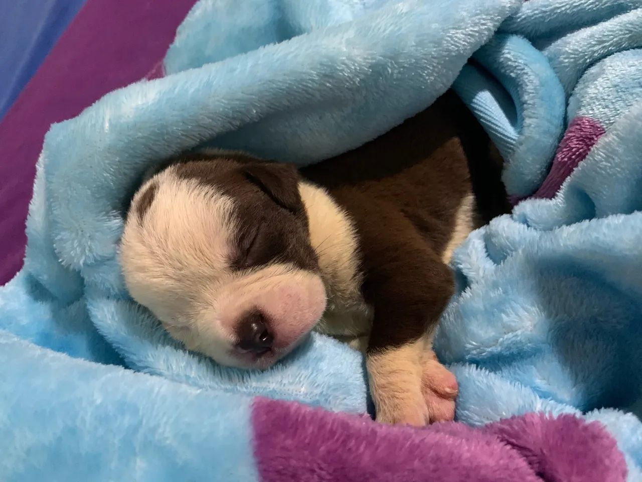 Vendo filhotes de pit bull  - Foto 2