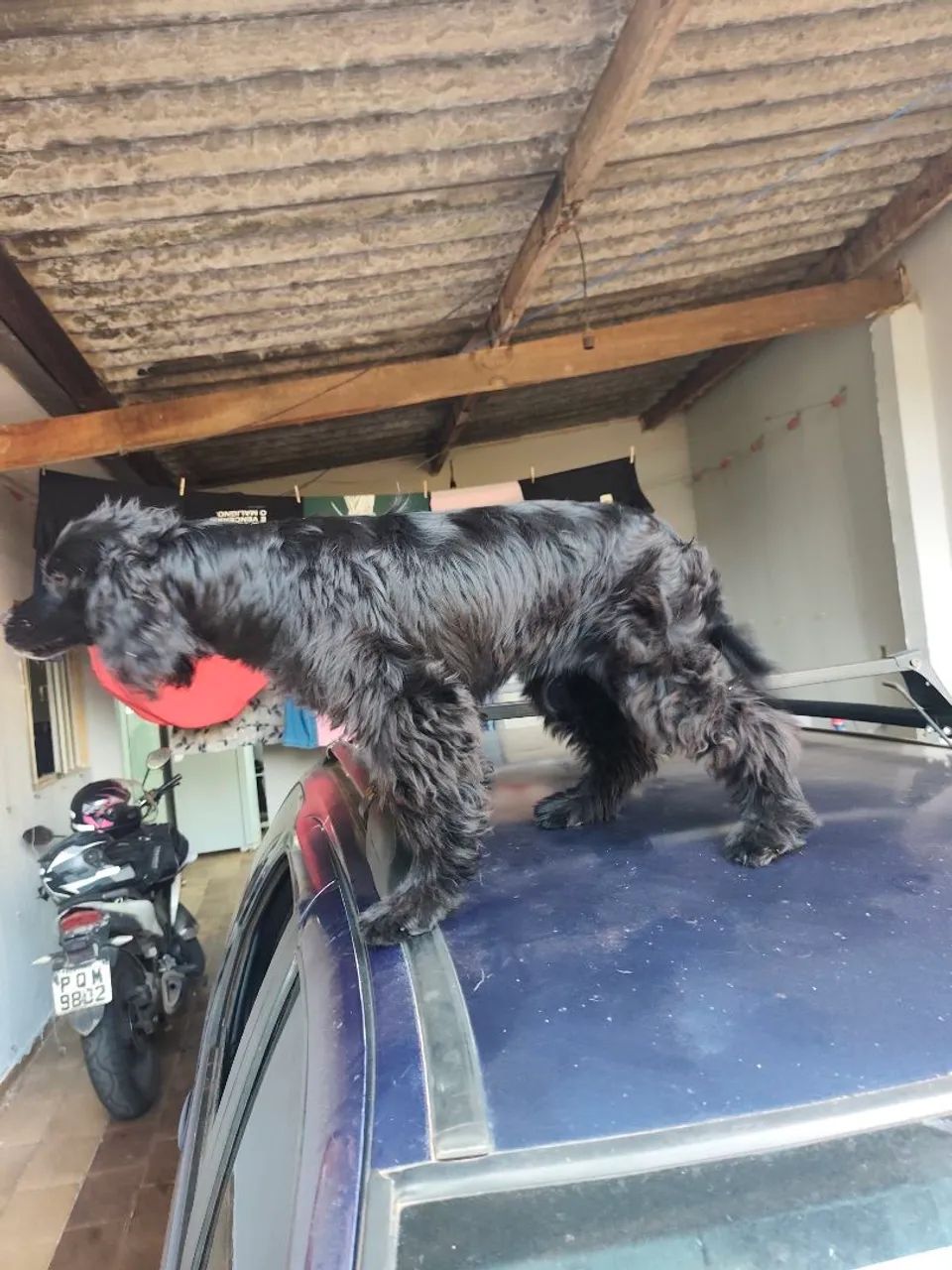 cocker spaniel Inglês 5 meses vacinas ok - Foto 5