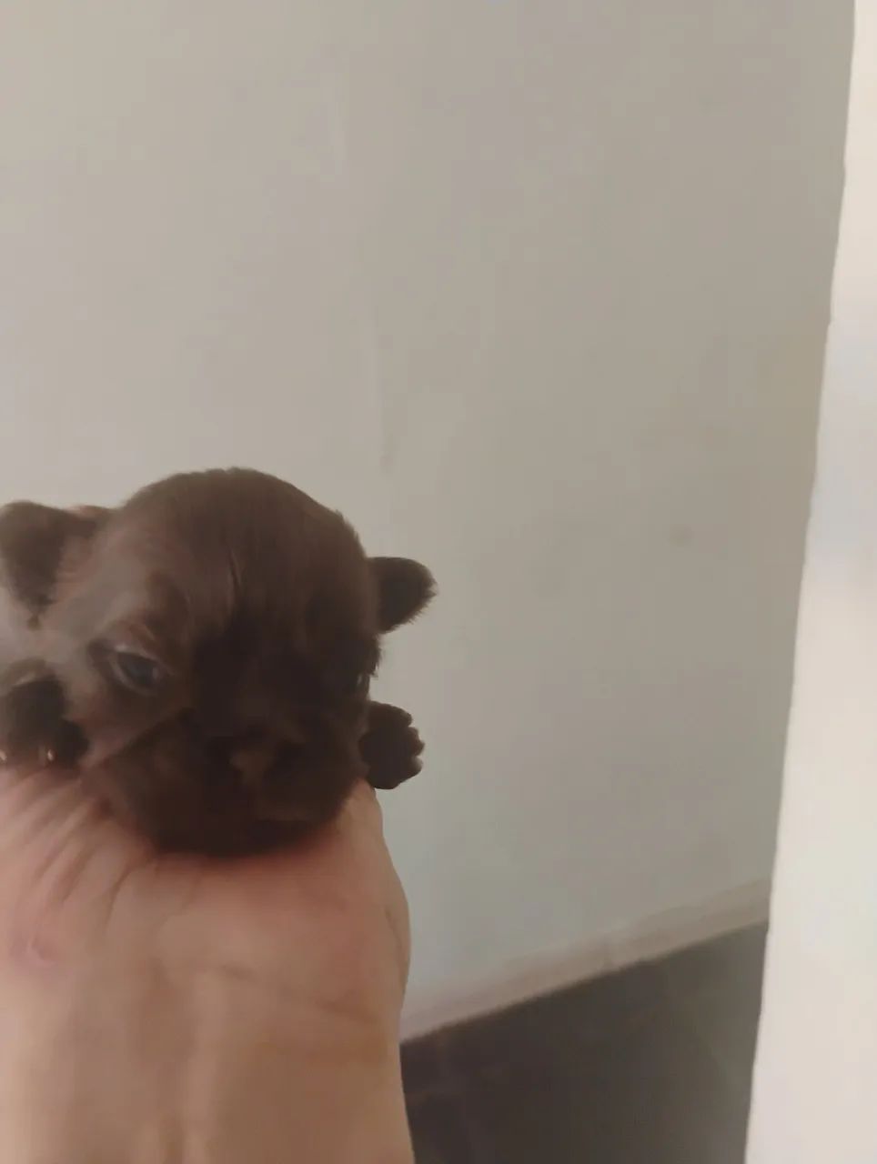 Shitzu mini chocolate sólido 