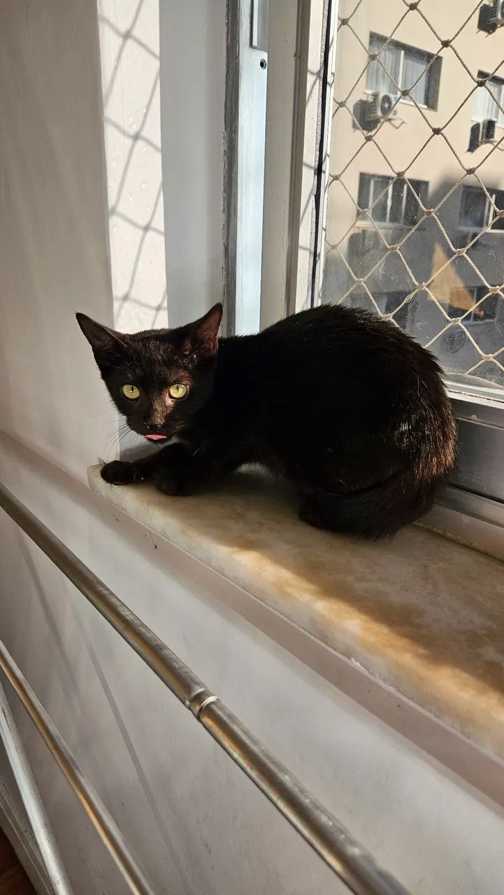 Gatinhos para adoção  - Foto 3