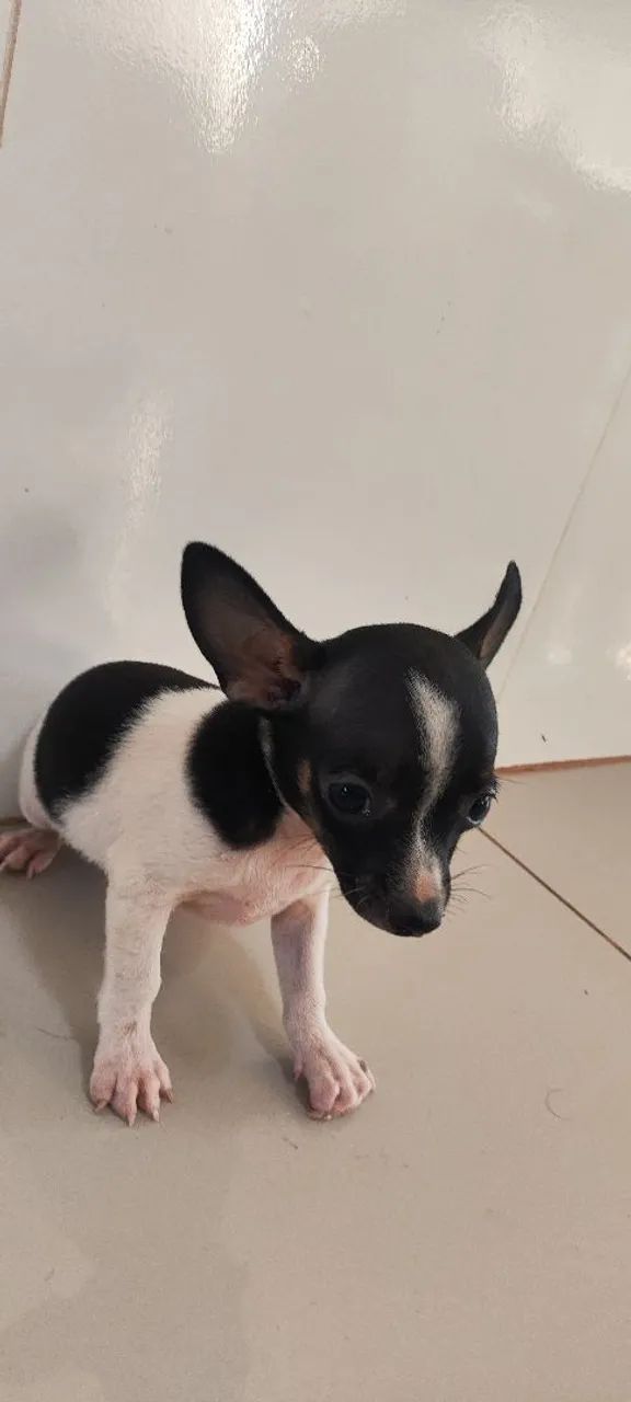 Pinscher 2 meses 