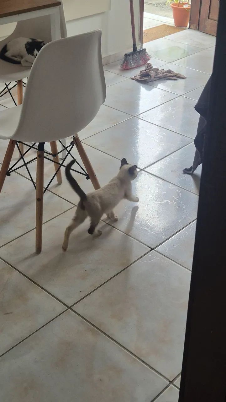 Adoção de gato - Foto 2