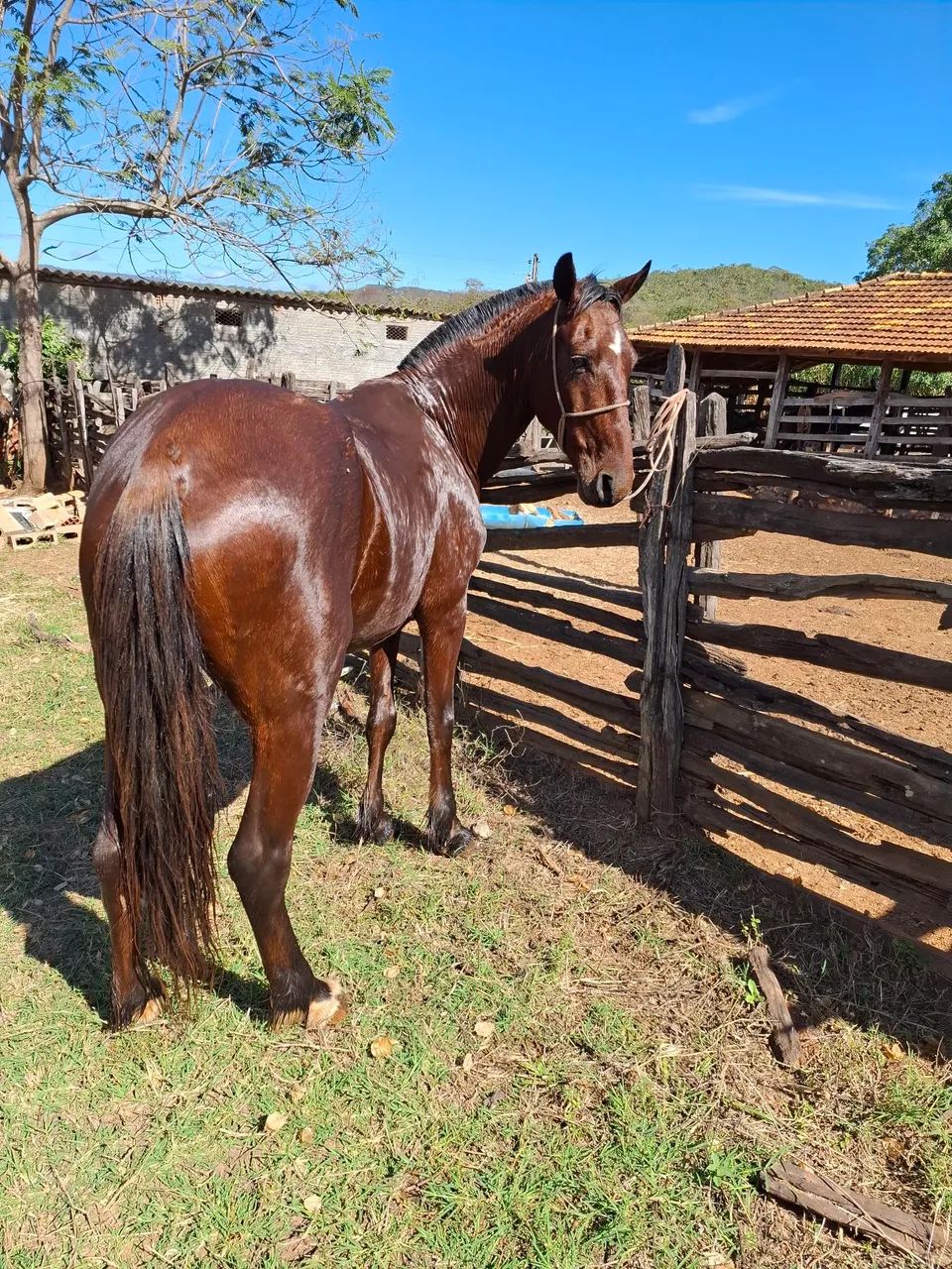 Cavalo SHOW - Foto 2