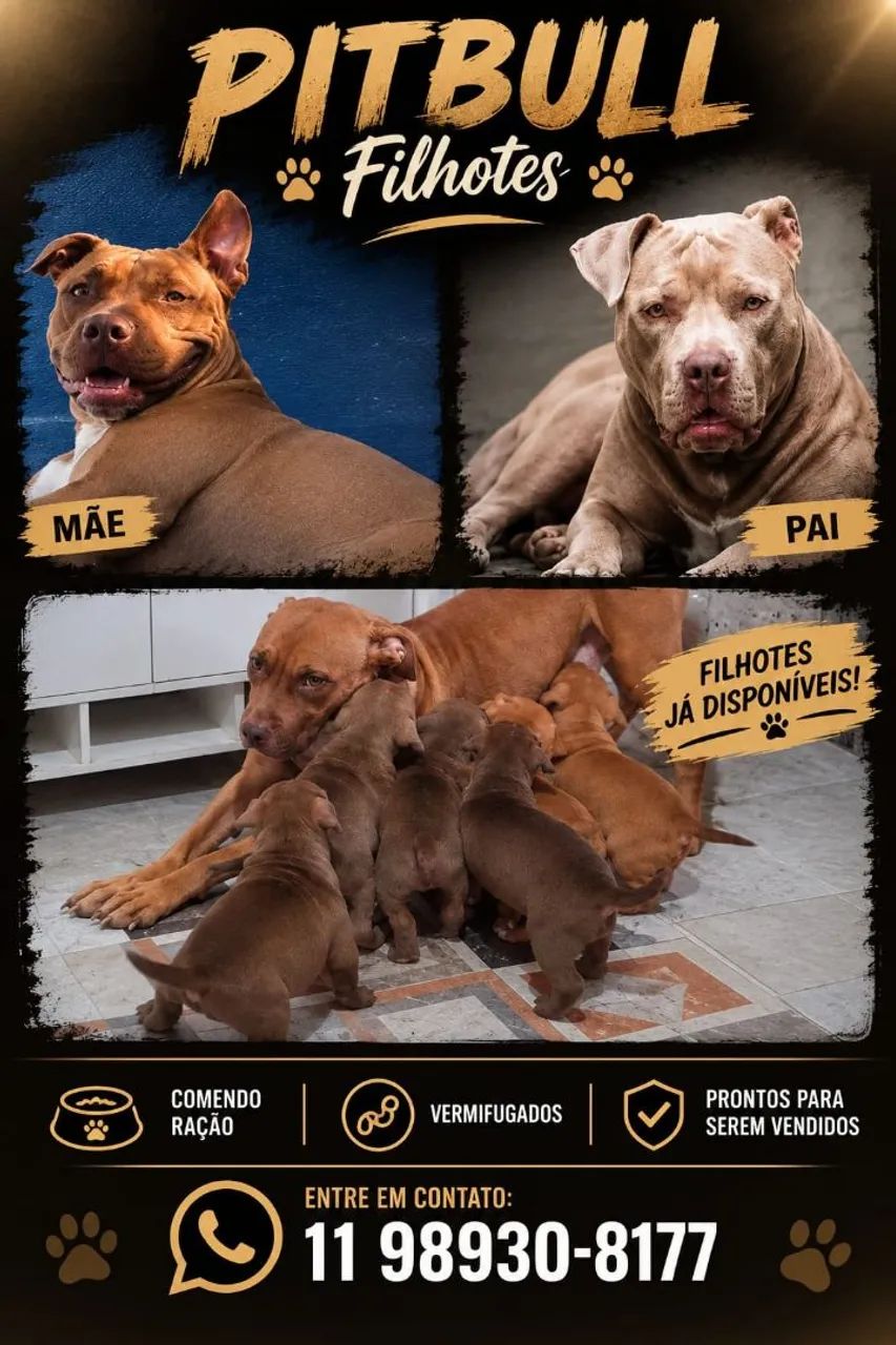 Filhotes PitBull - Foto 4