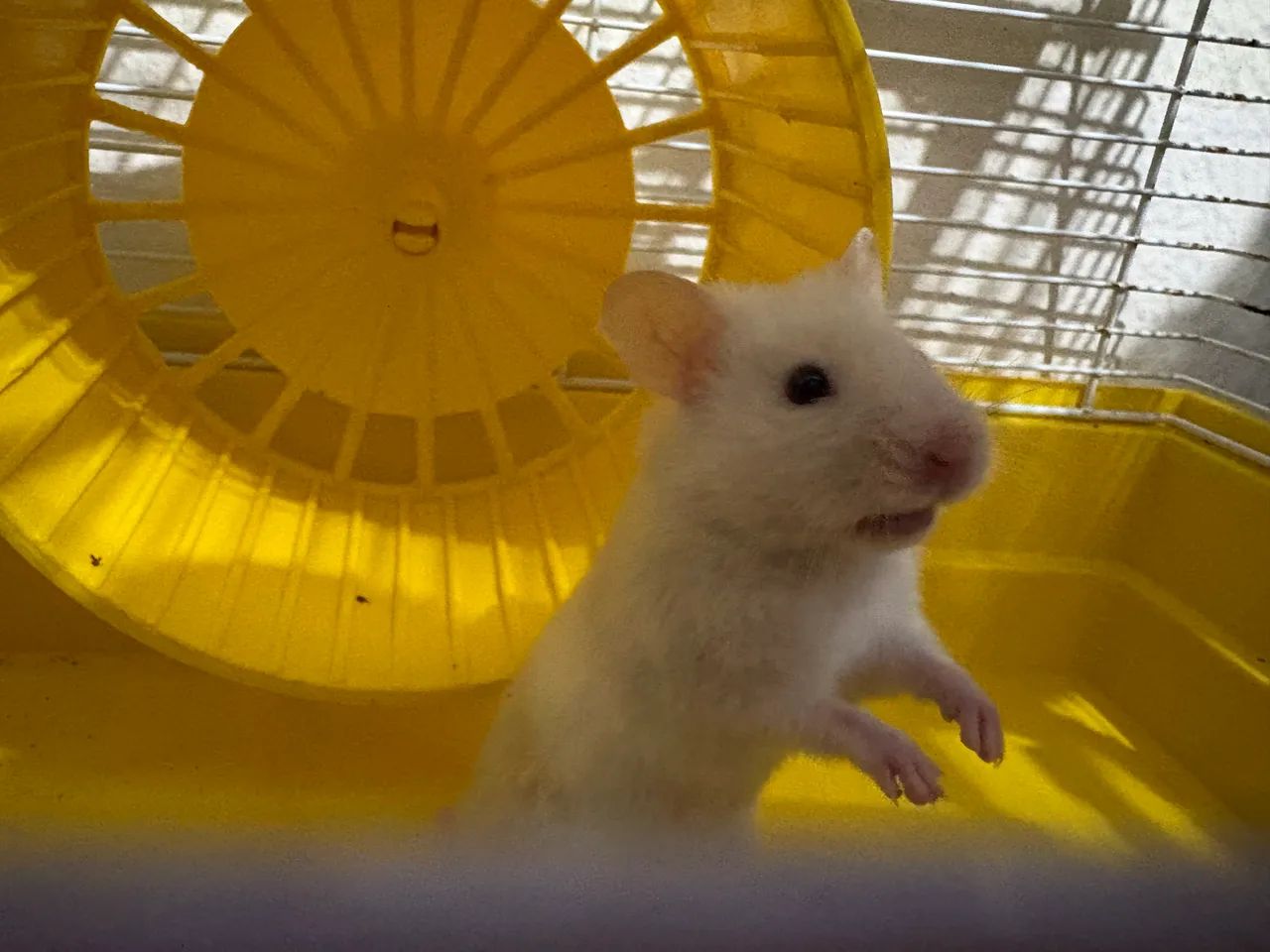 Gaiola com ramster - Foto 2