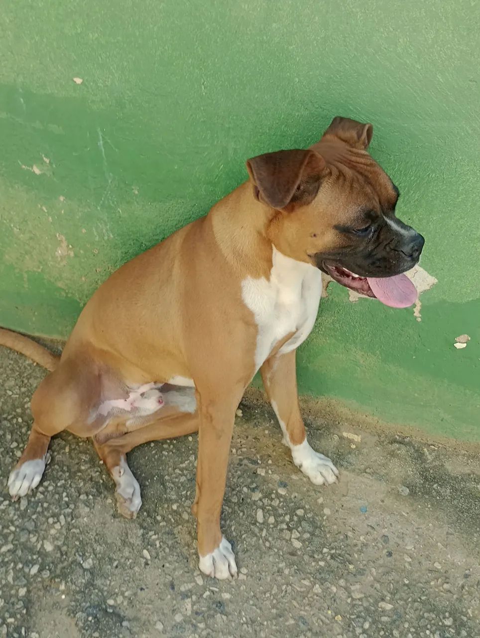 CÃO BOXER BARATO ! - Foto 2