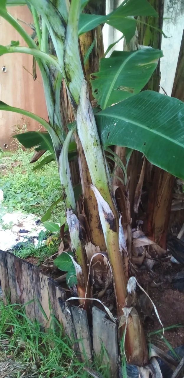 Mudas de Bananeiras Prata. 