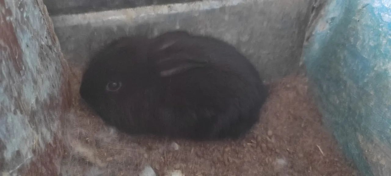 Lindos filhotinhos de coelhos!  - Foto 2