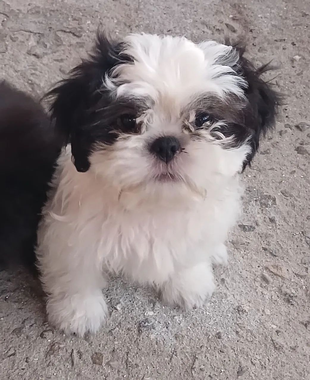 Filhotes macho de shih tzu  - Foto 2