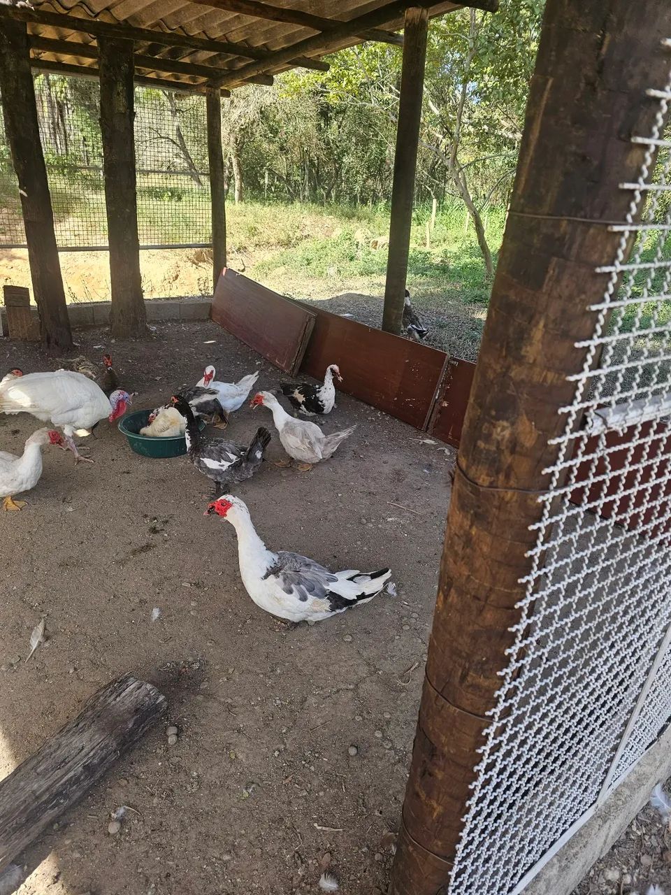 Patos e Patas 