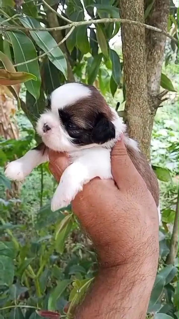 SHIH TZU - RESERVAS ABERTAS - Foto 3