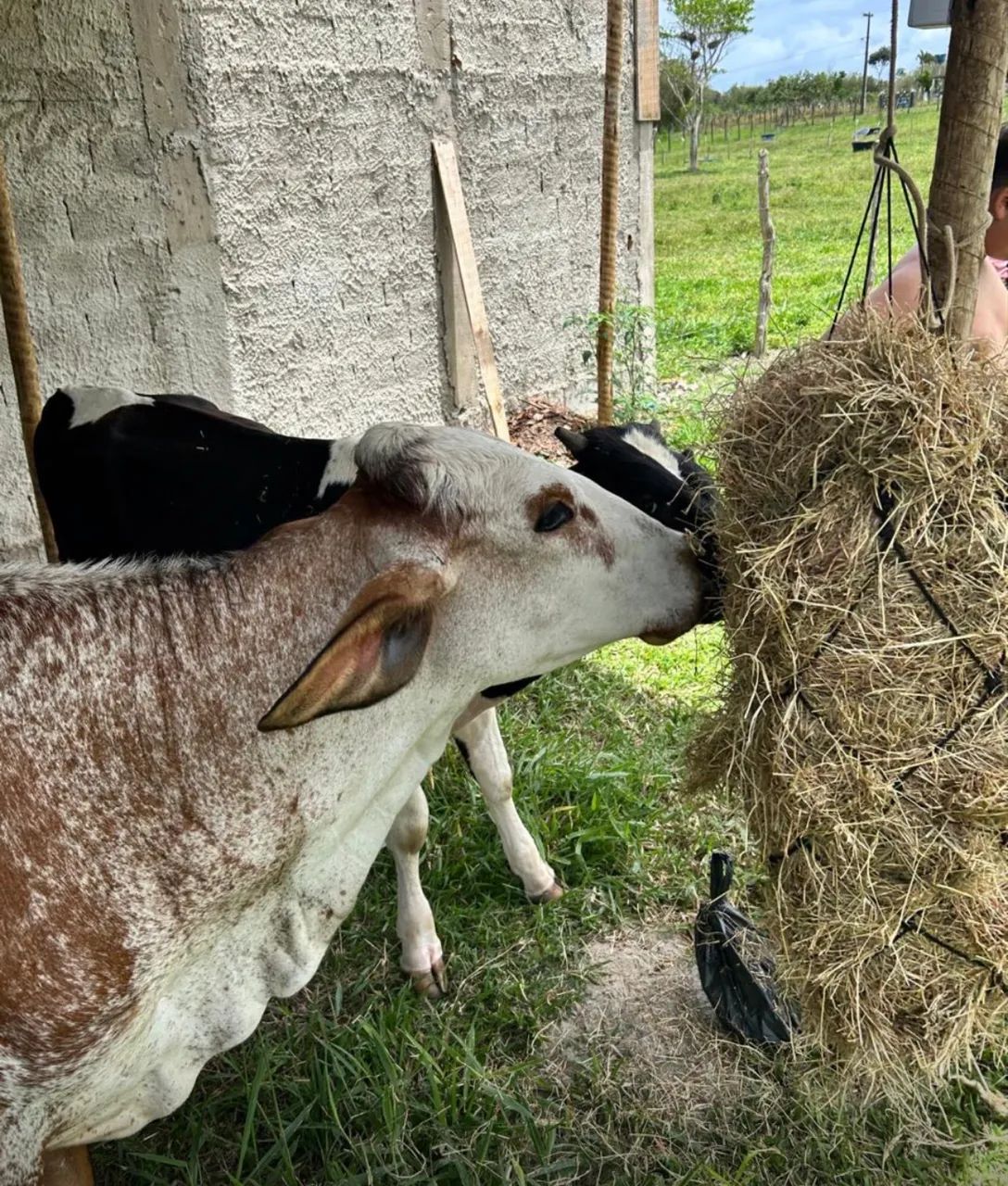 Novilha leiteira girolanda, mansa  - Foto 2
