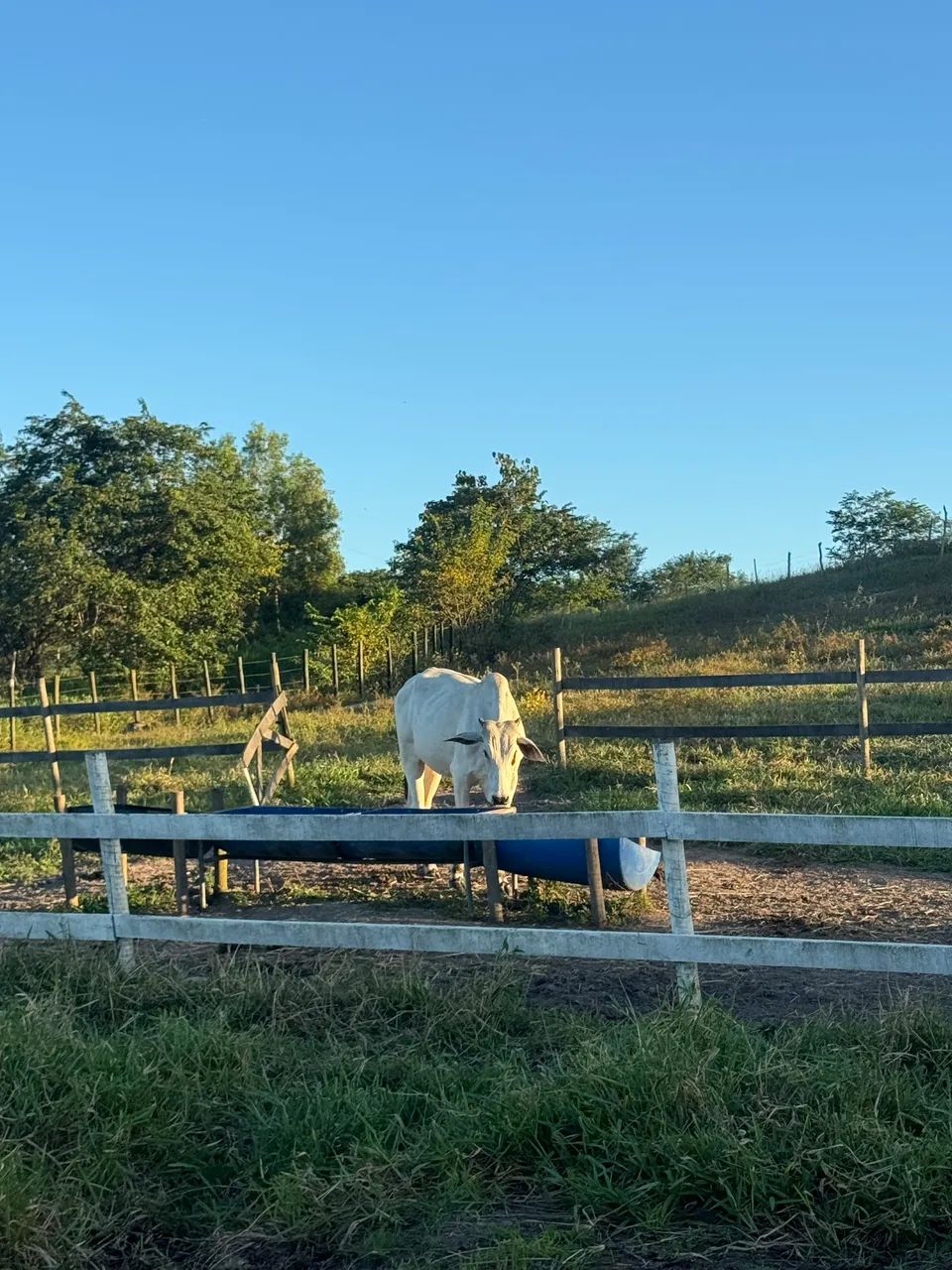 Novilhas  - Foto 2