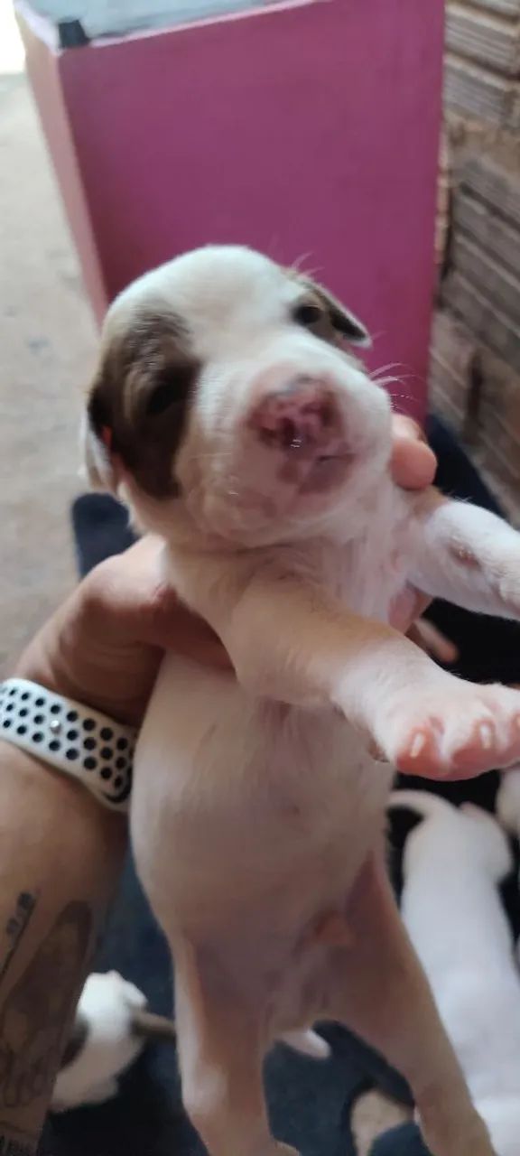 Vende-se pit Bull  - Foto 4