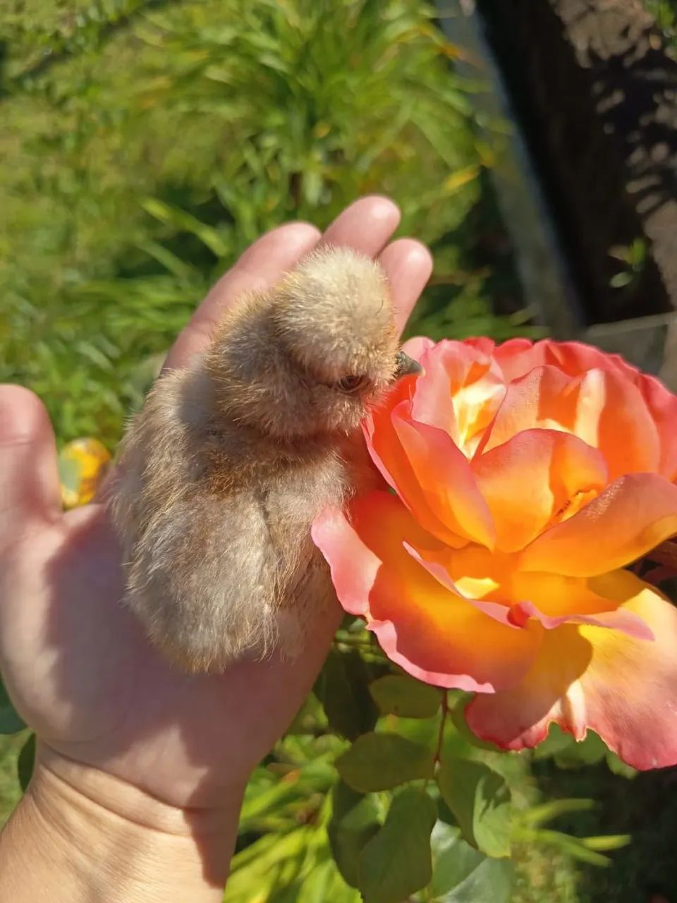 Sedosa do Japão  - Foto 4