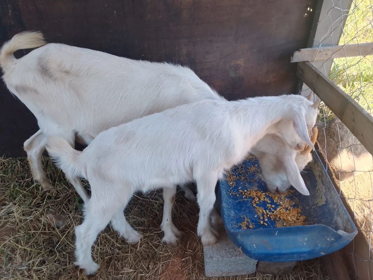 Vendo cabra e cabritinho 