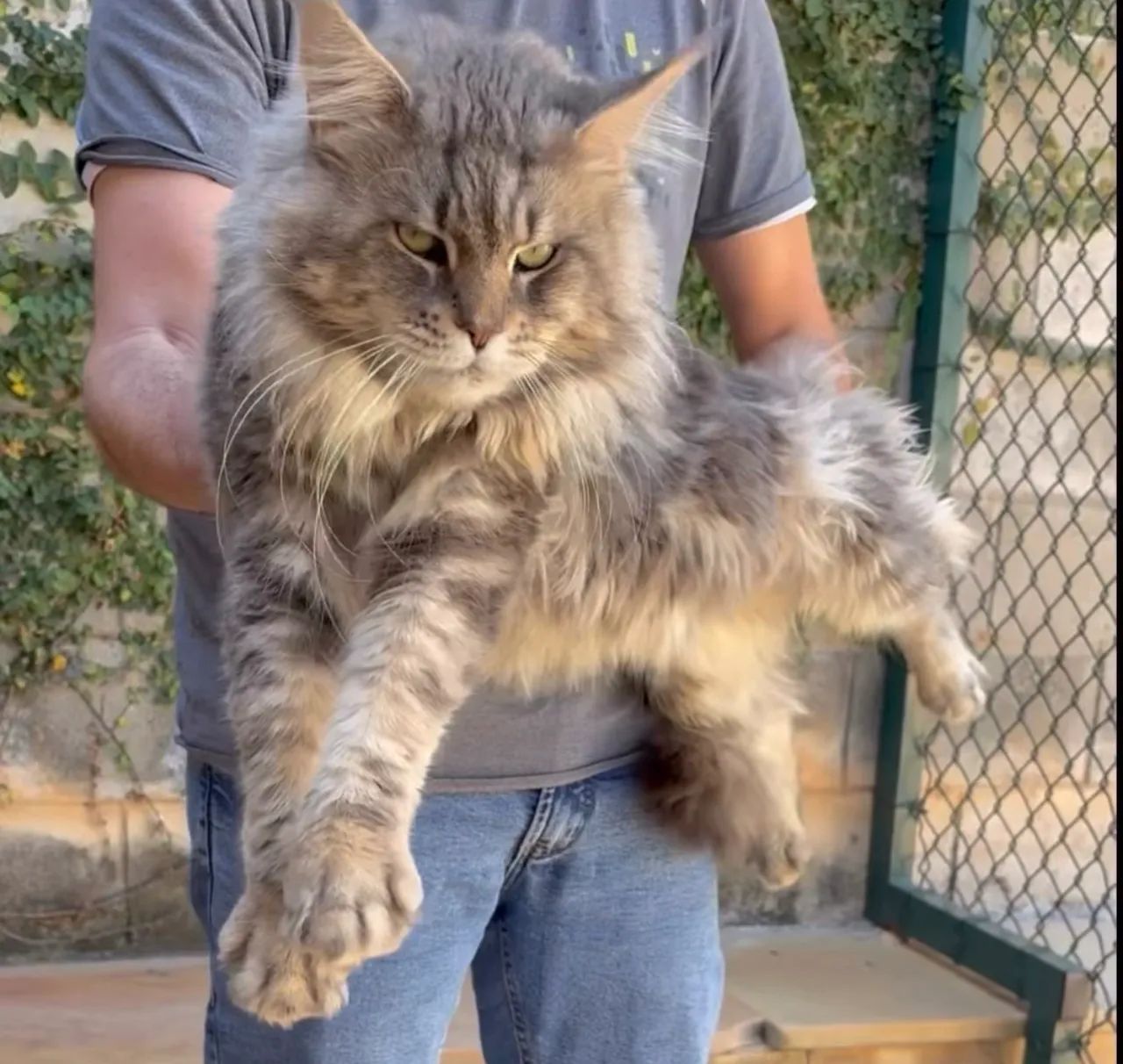 Filhotes de gato Maine Coon disponíveis 