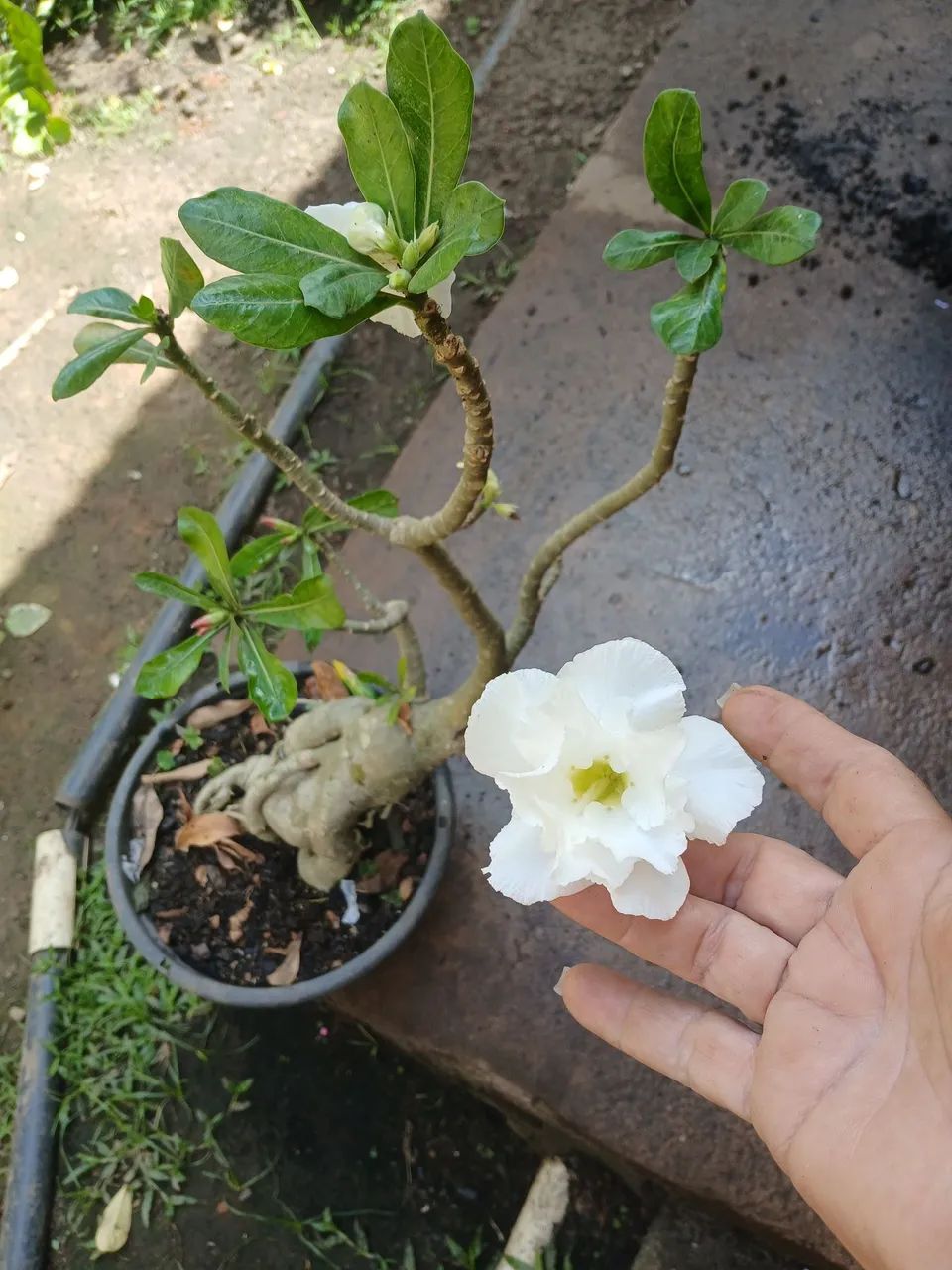 Flores e folhagens 