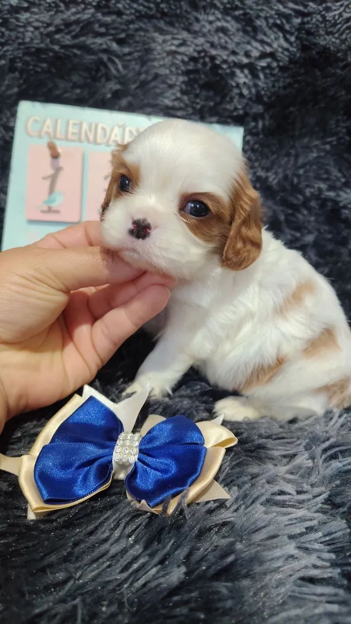Cavalier king Charles Spaniel ? - Foto 5