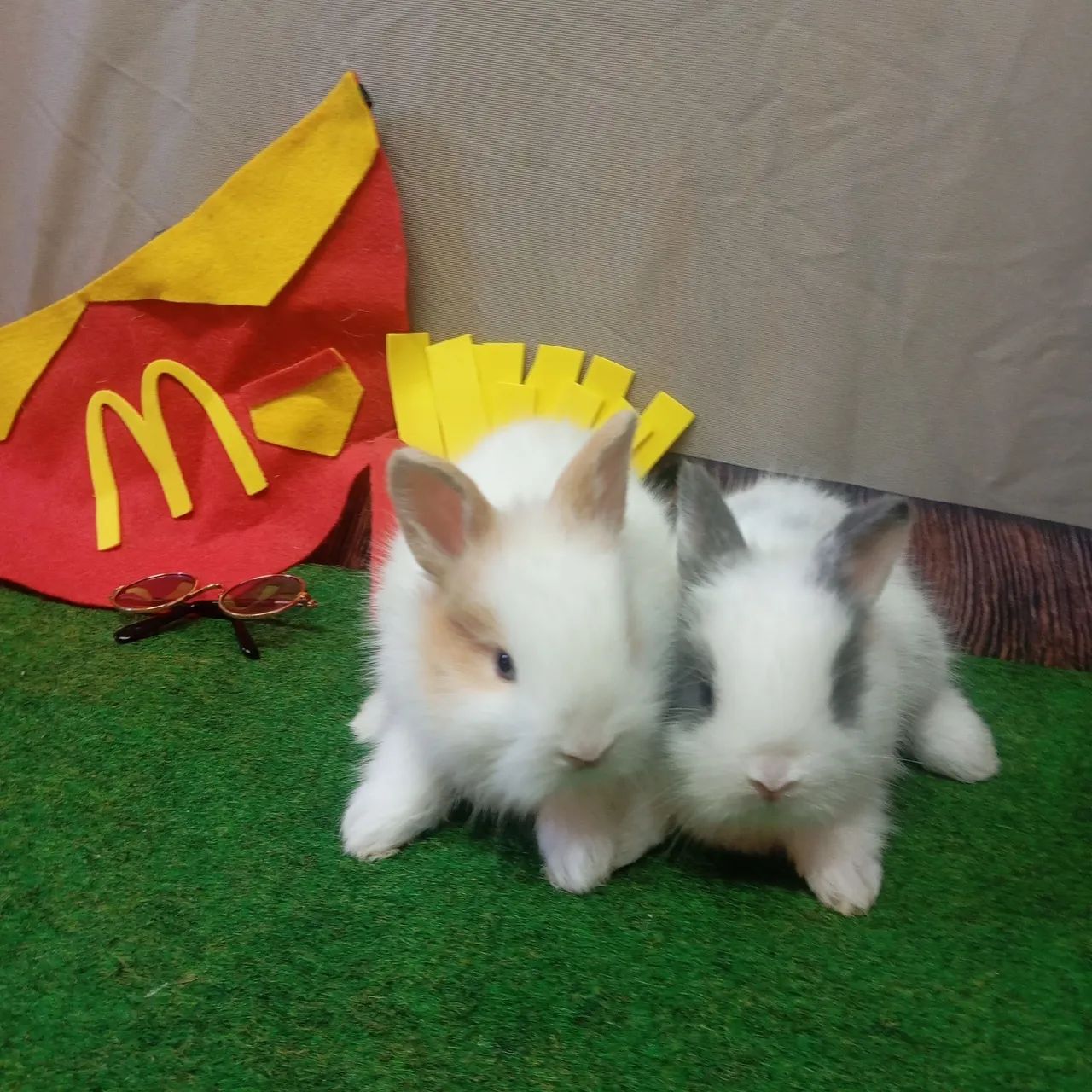 Coelhos mini Lion 446520086580449283