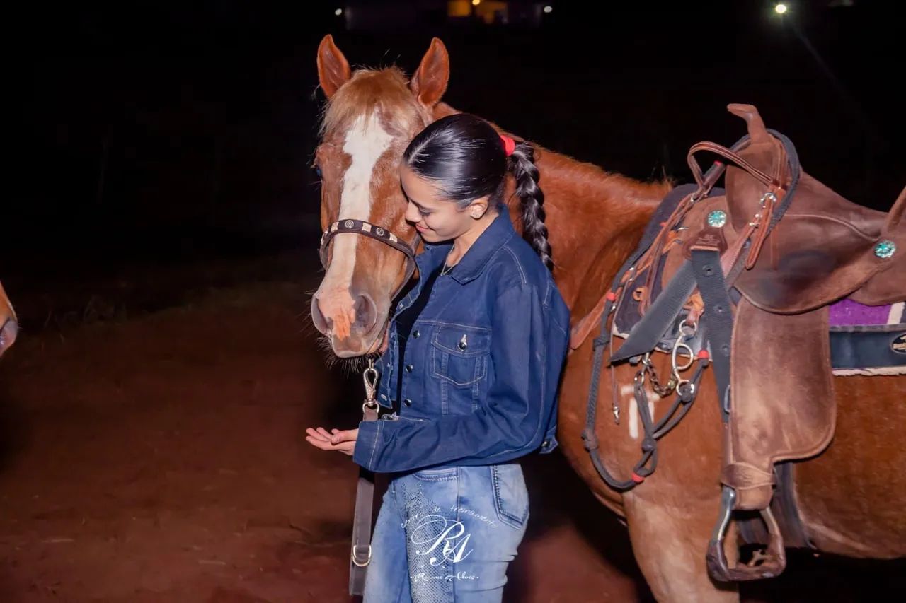 Cavalo Quarto de milha PO - Foto 2