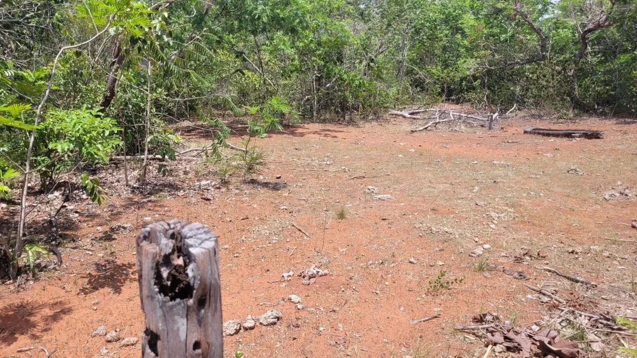 Grande Fazenda à Venda - Ideal para Agricultura e Pecuária - Foto 4