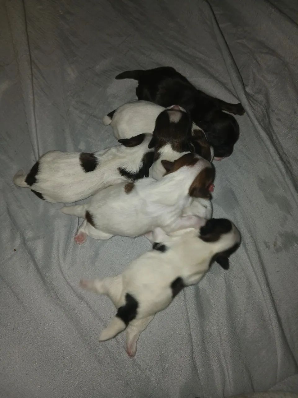 Cachorro  - Foto 2