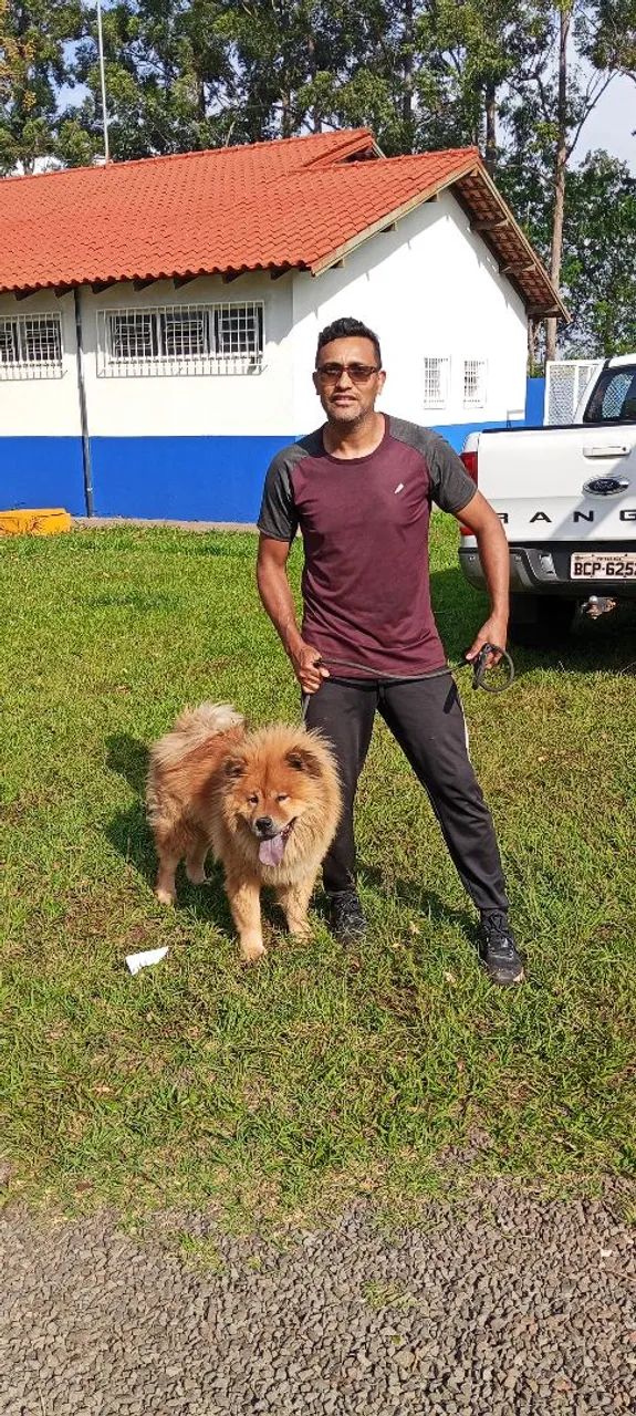Chow-Chow puro e manso  - Foto 2